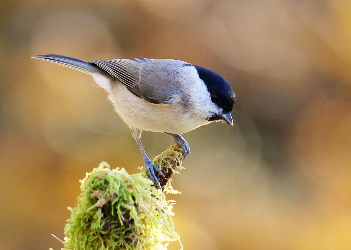 Mésange nonnette